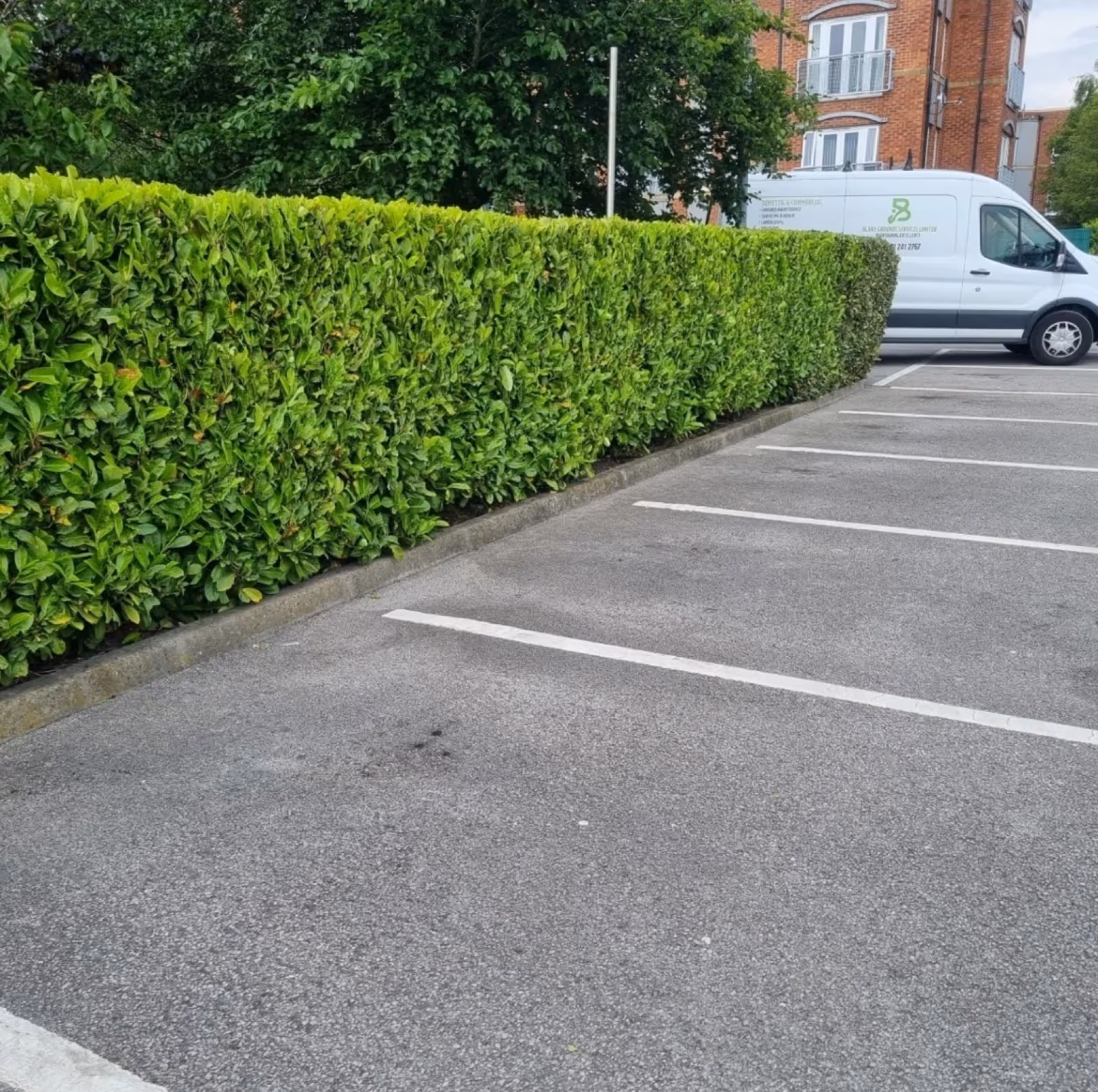 Hedge in a carpark