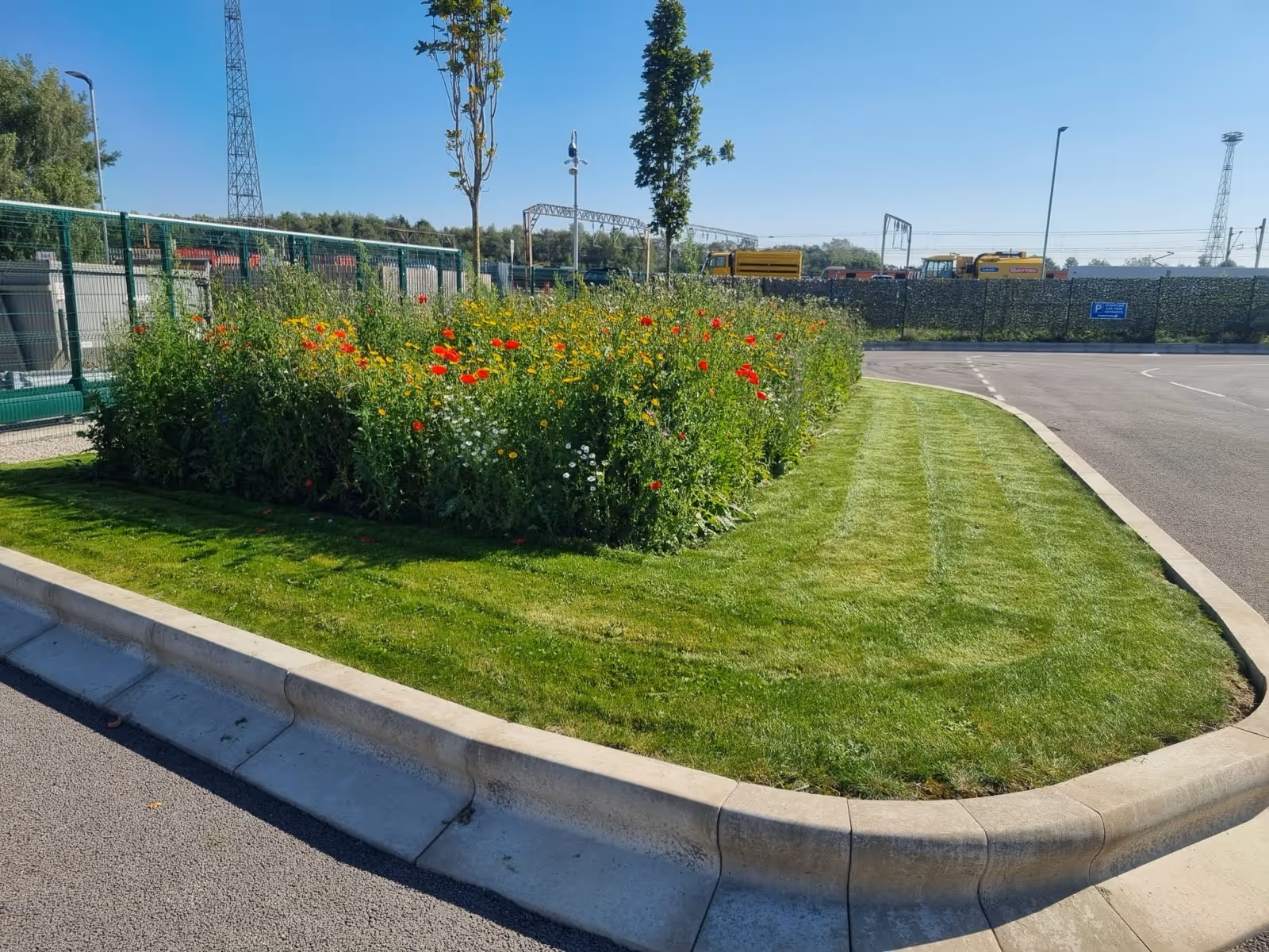 Grass and wild flower