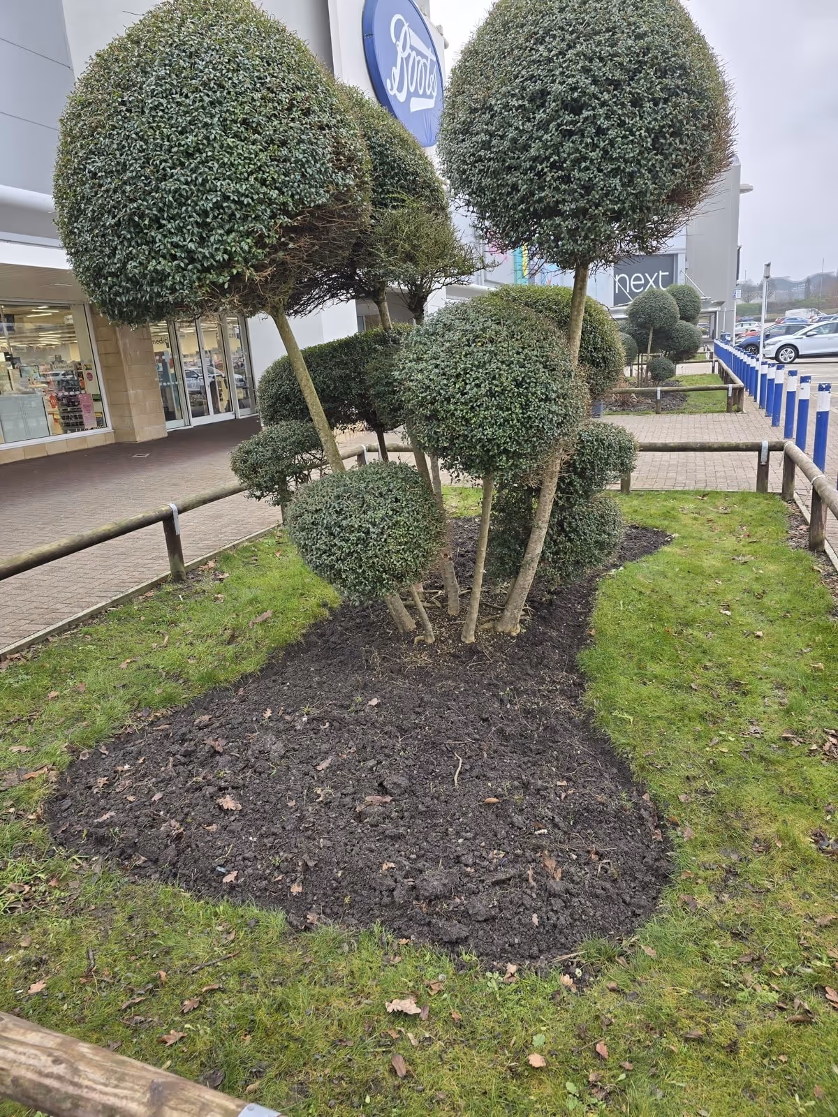 tree