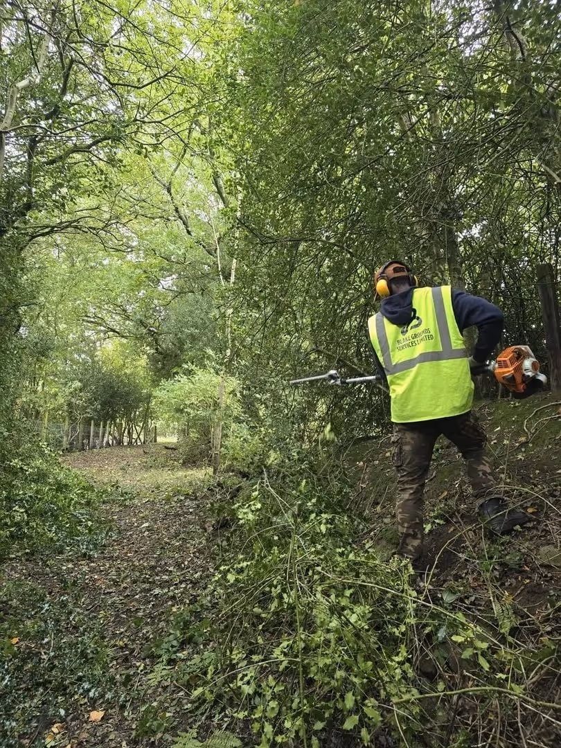 Worker in yellow vest trimming dense green hedge with powered hedge trimmer in a forested path.