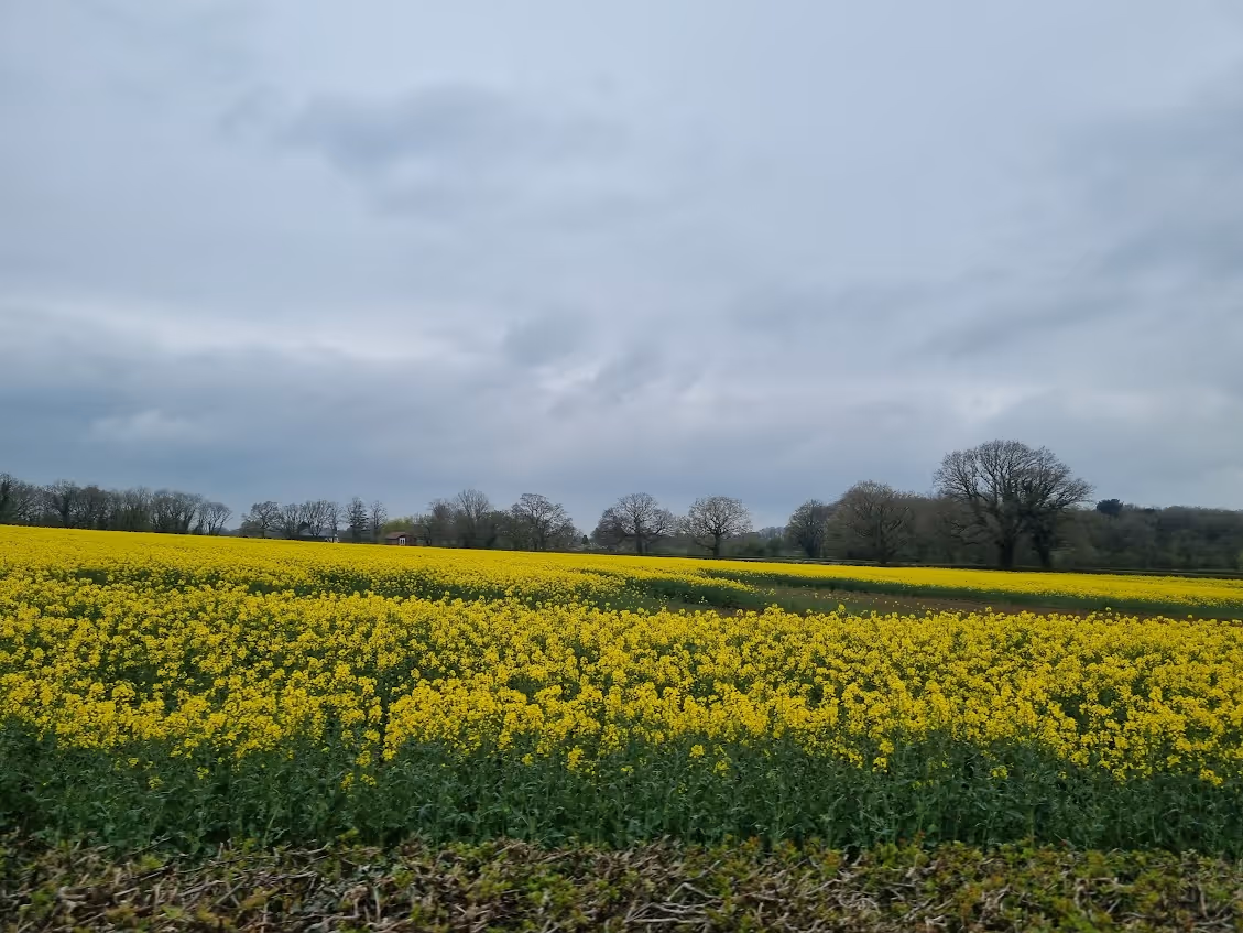 Field of yellow flowers under a cloudy sky with leafless trees in the distance.
