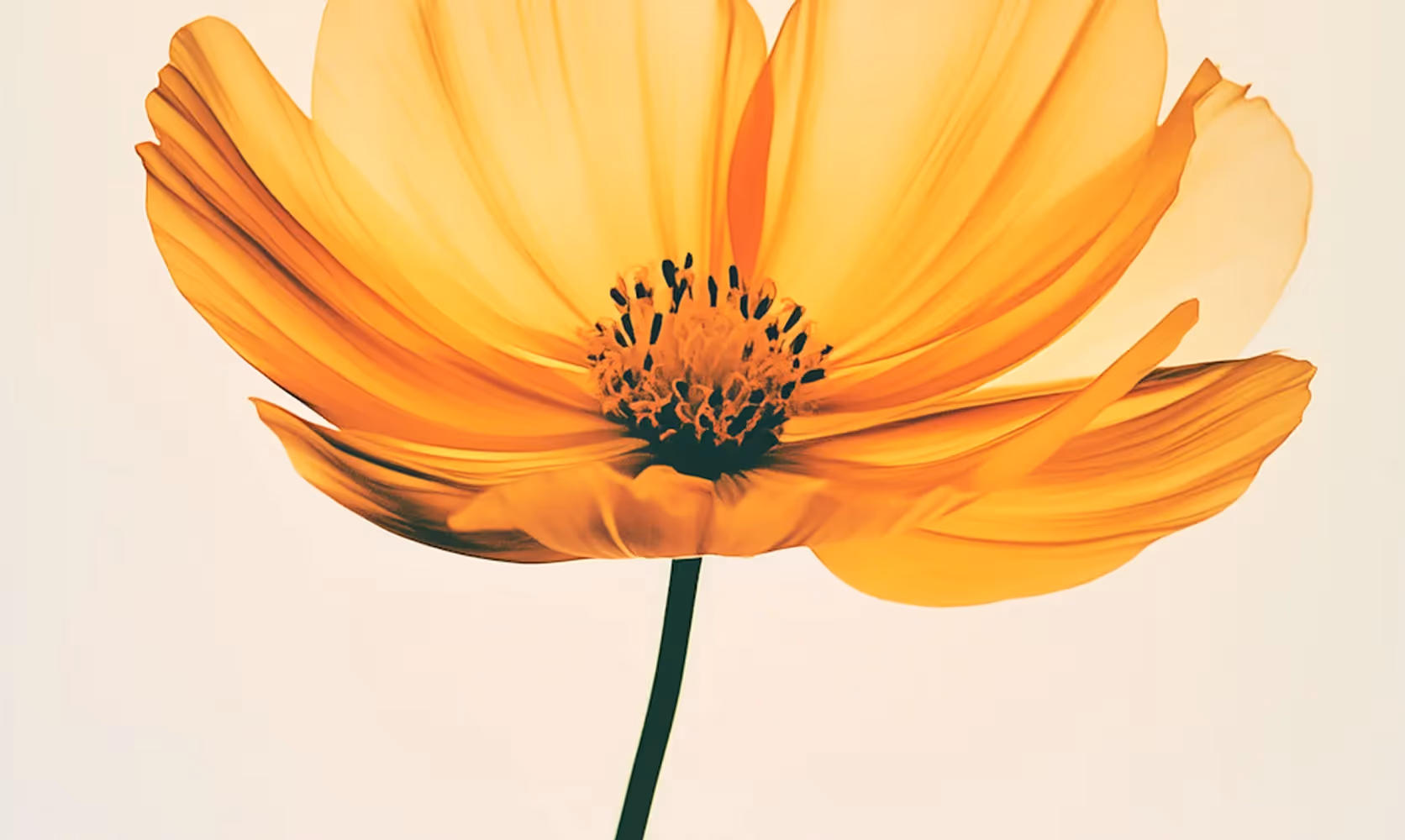 Building a Brand through UI Consistency