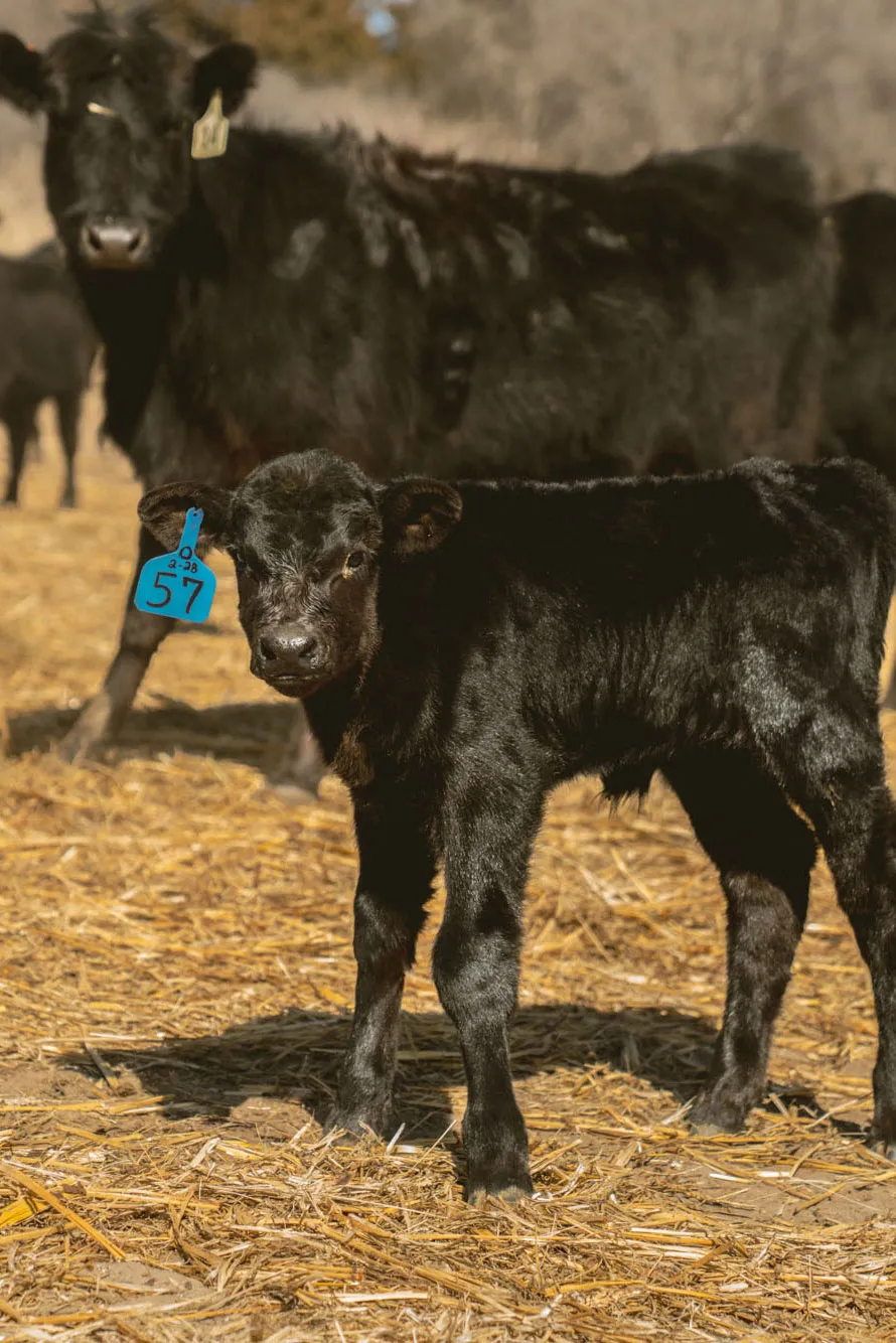 young calf standing in pasture with cow behind it
