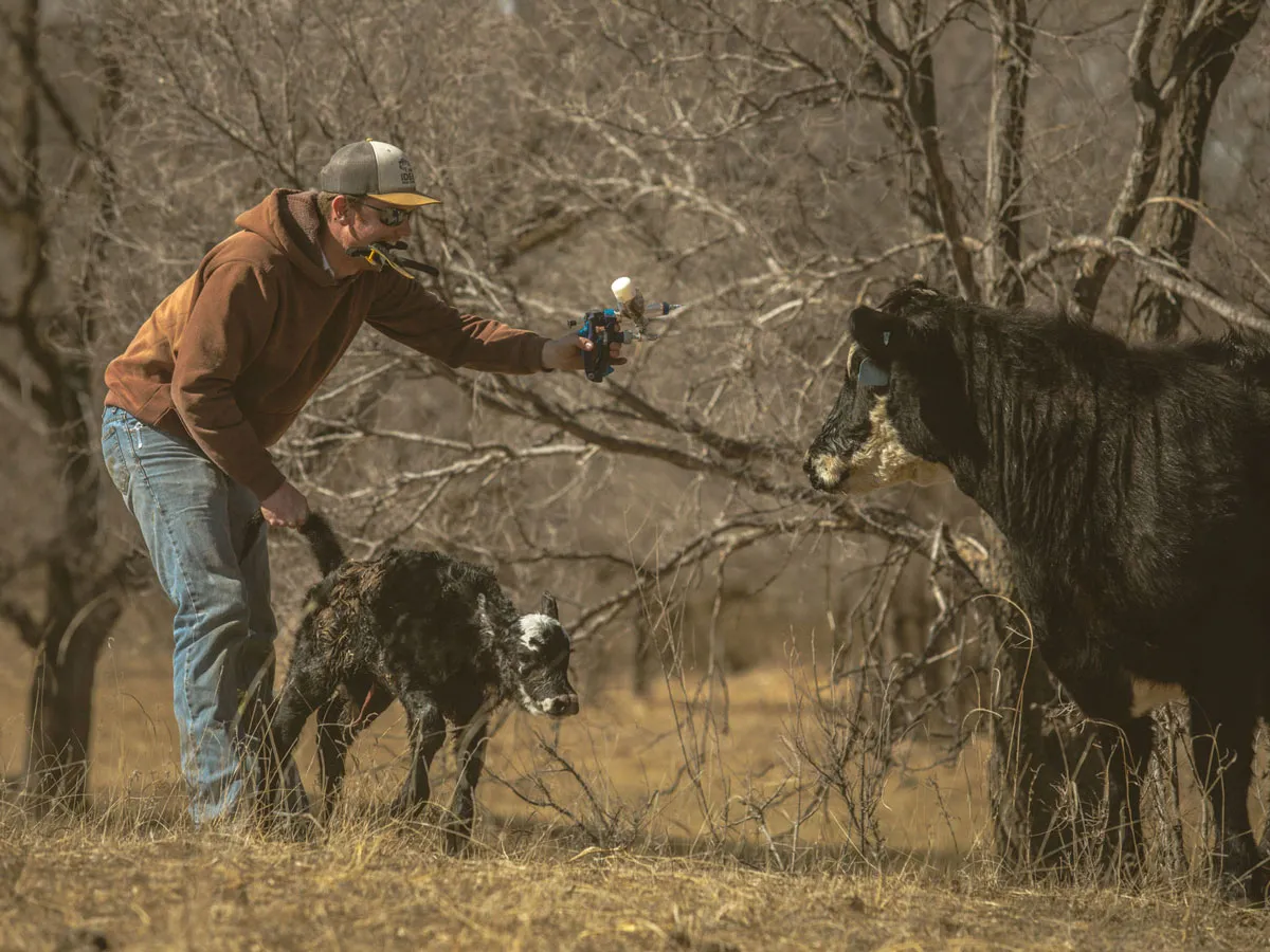 rancher working with cattle in pasture