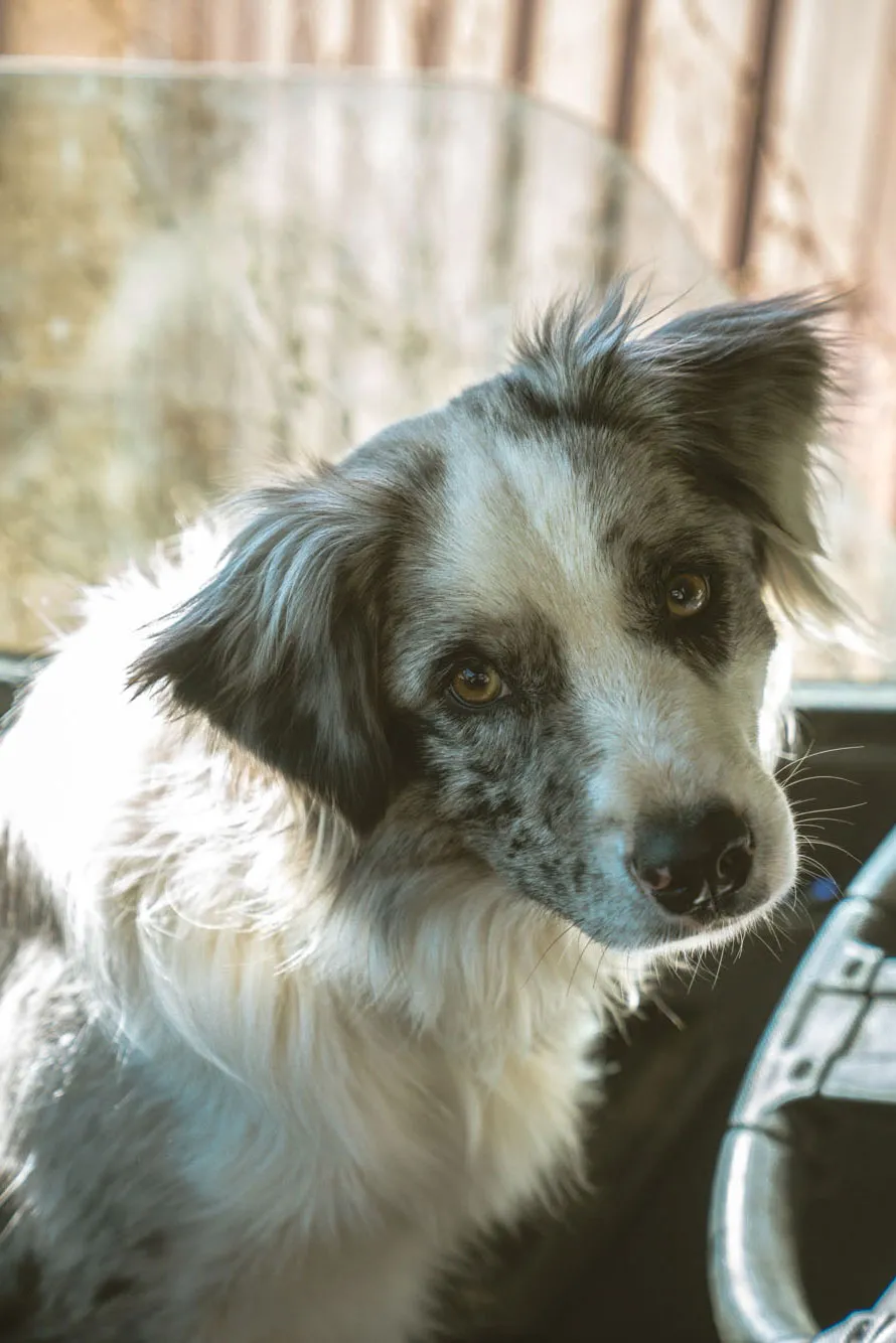 farm dog standing near vehicle on ranch