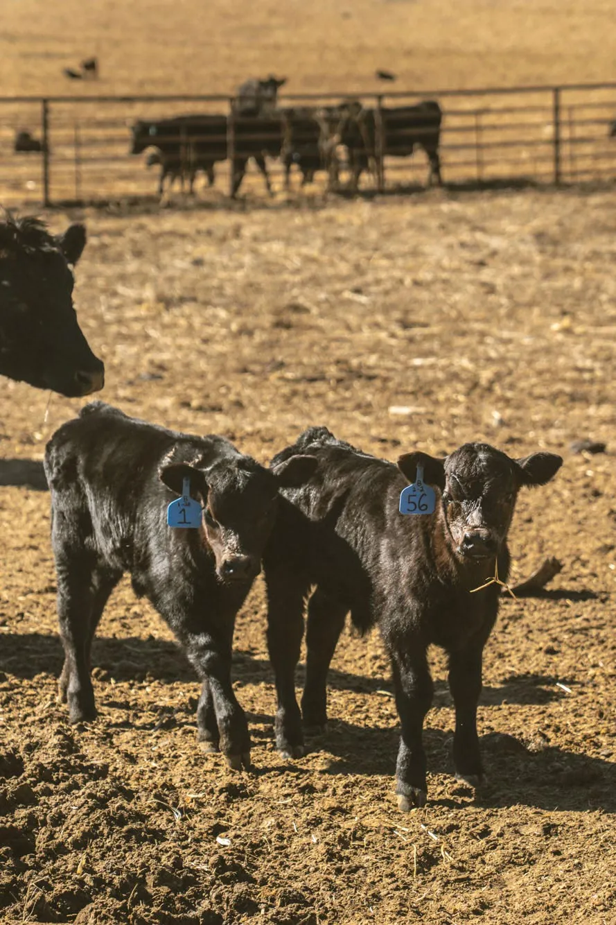young calves standing in a field on the ranch