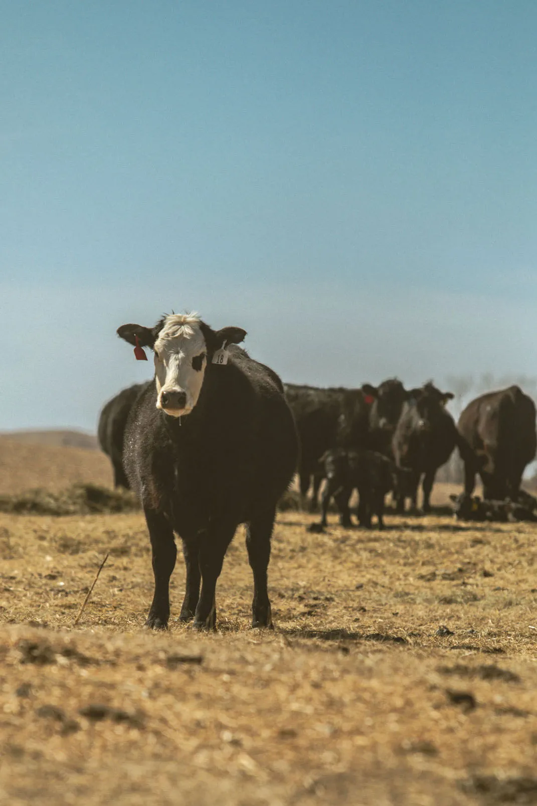 black cow standing in pasture with herd in background on Nebraska ranch