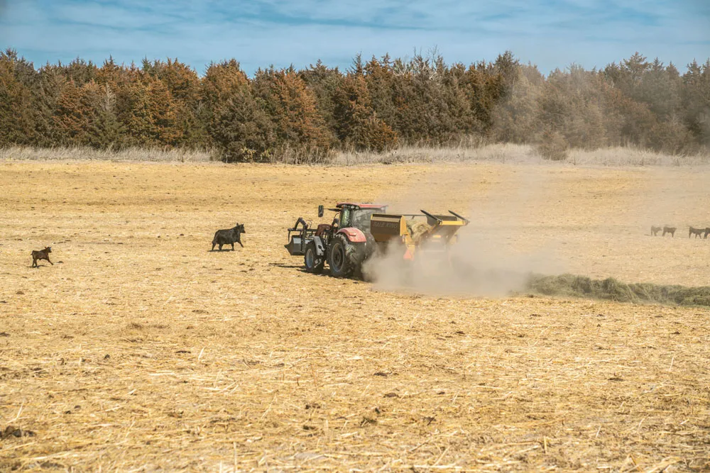 rancher feeding cattle from truck in dusty field on Nebraska ranch