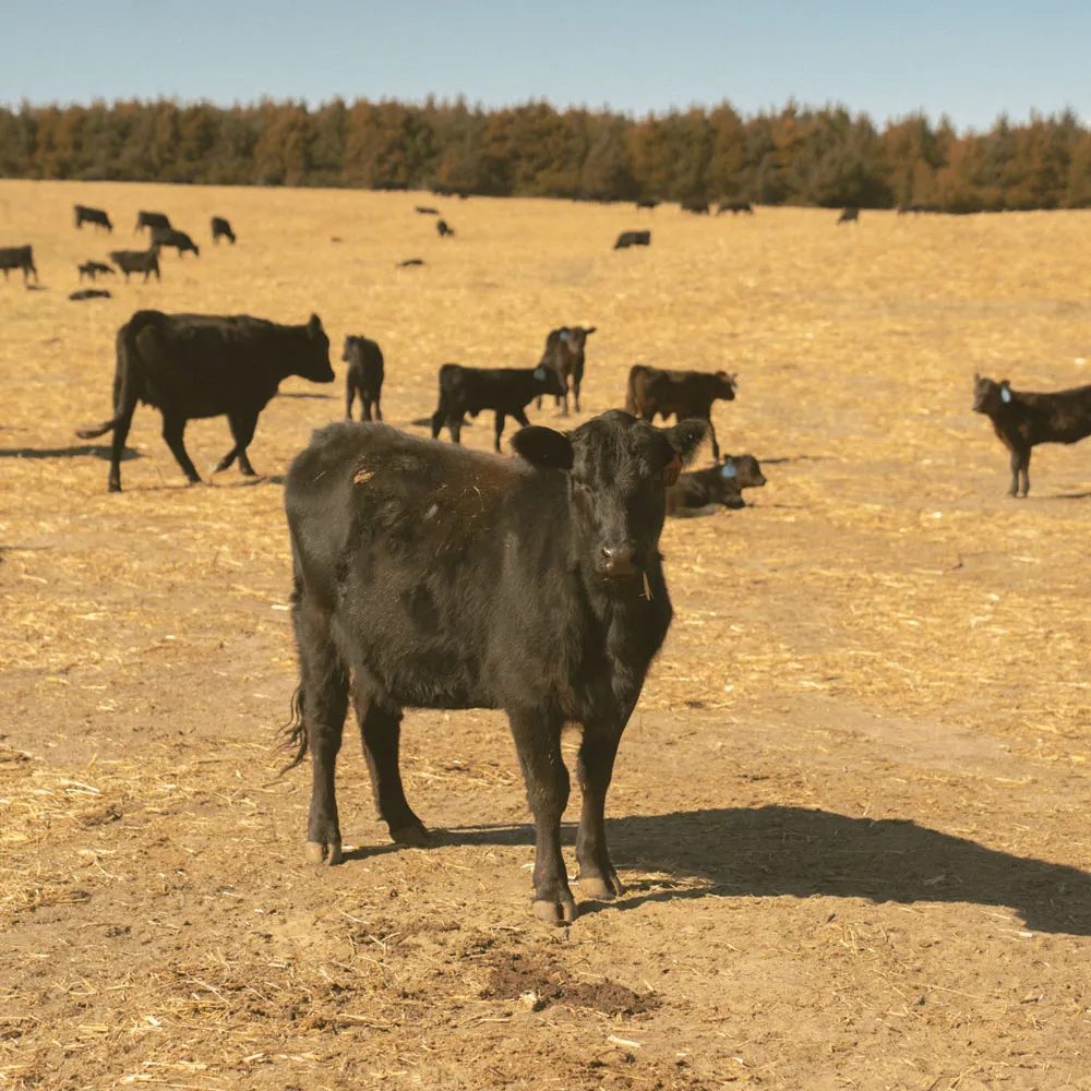 black cow standing in dry pasture with cattle grazing in background on Nebraska ranch