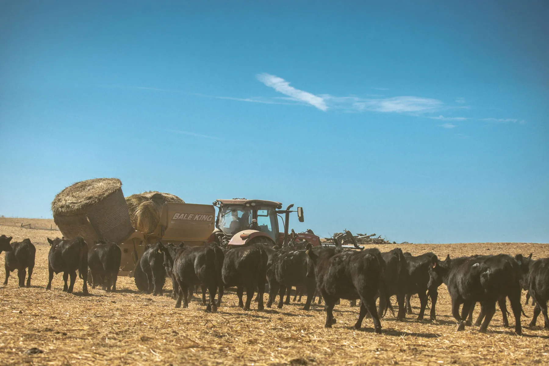 cattle herd gathered around tractor in open Nebraska pasture