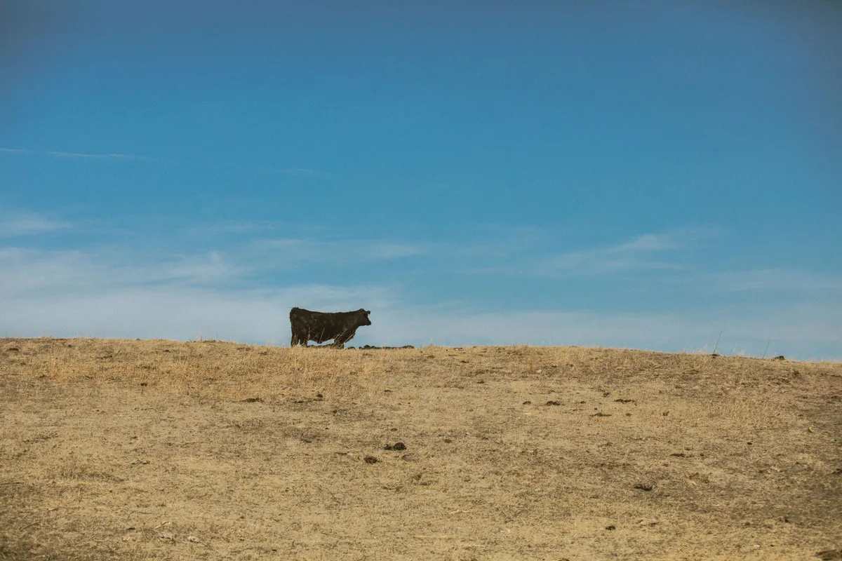 Single black cow standing on a dry, brown hill under a clear blue sky.