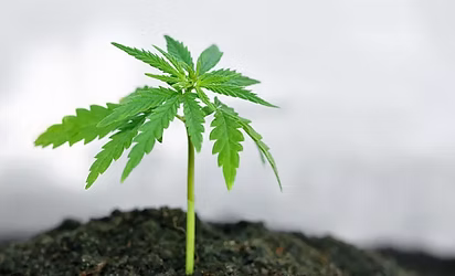 Medical cannabis Salisbury Maryland