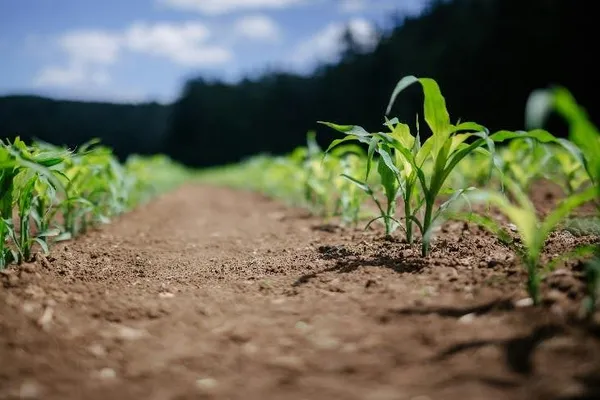 Agri-food