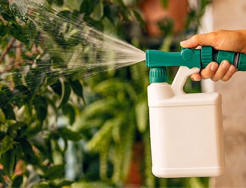 Hand holding a green and white spray bottle misting water onto green plants outdoors.