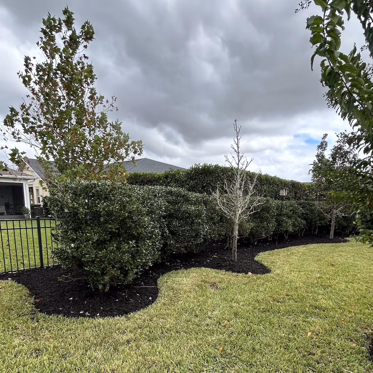 hedge trimming and shaping near me clean landscape lines