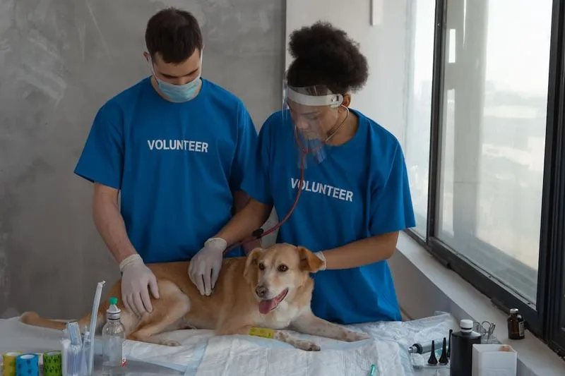 A veterinarian and a volunteer are checking up on a dog's health.