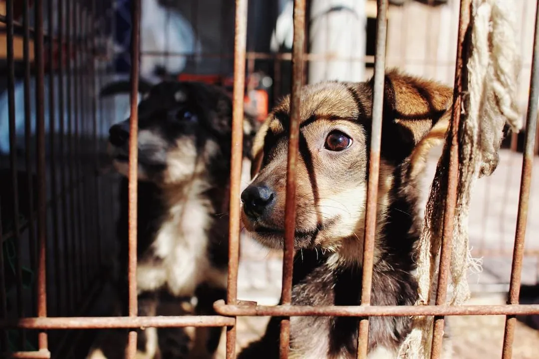 A puppy in a cage looking out