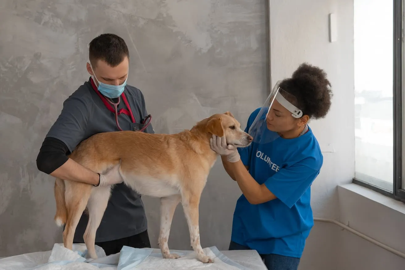A veterinarian and a volunteer are checking up on a dog's health.