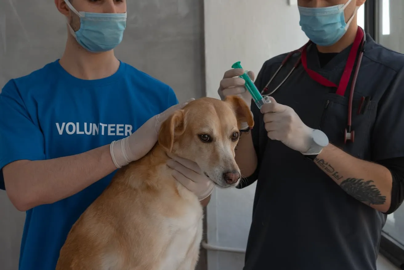 A veterinarian and a volunteer are checking up on a dog's health.