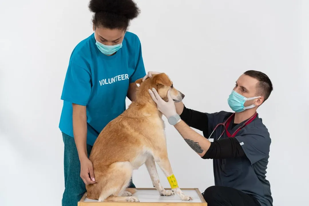 A veterinarian and a volunteer are checking up on a dog's health.