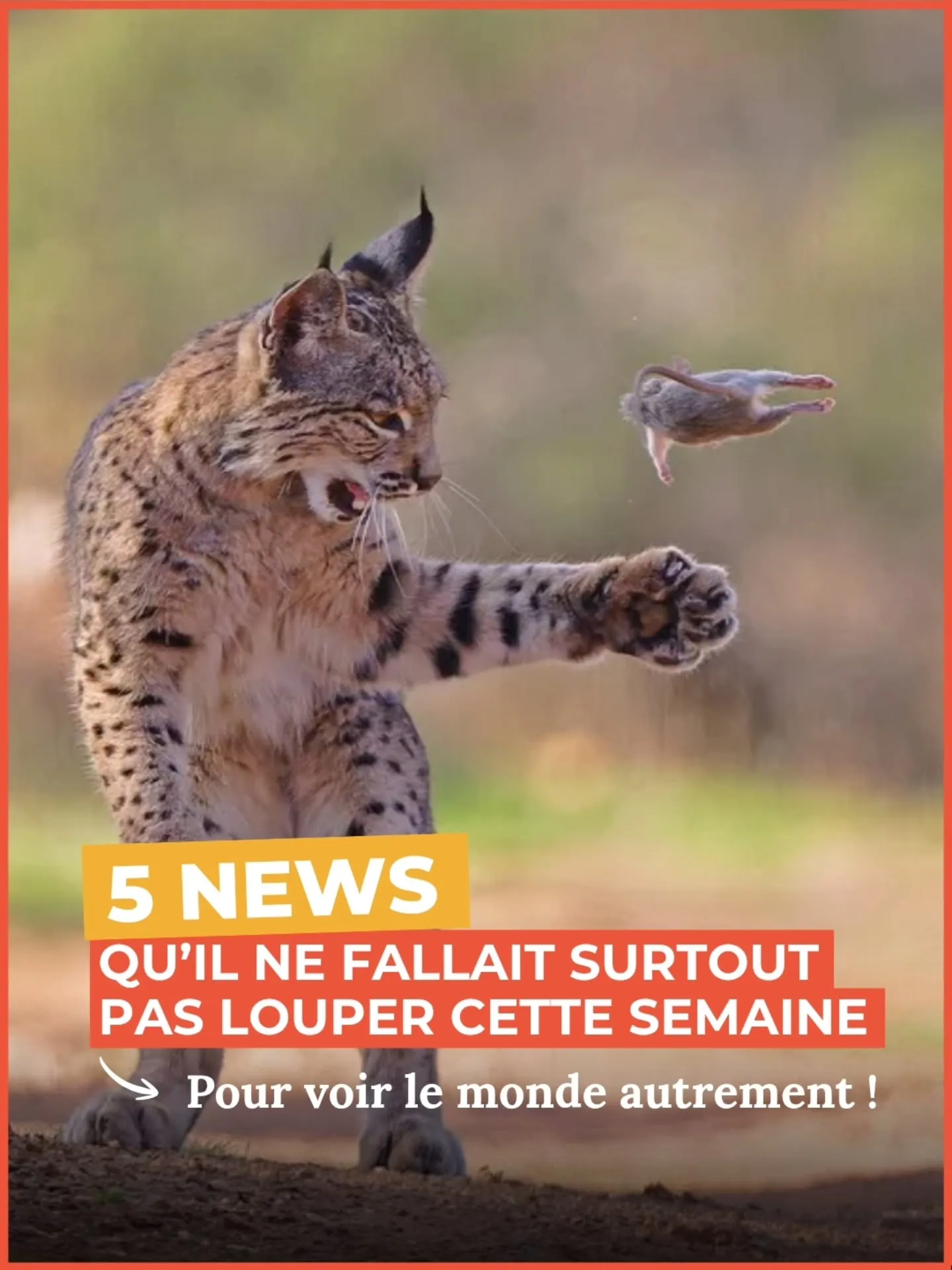 Un lynx saisit une souris en l'air avec sa patte avant droite, fond naturel flou.
