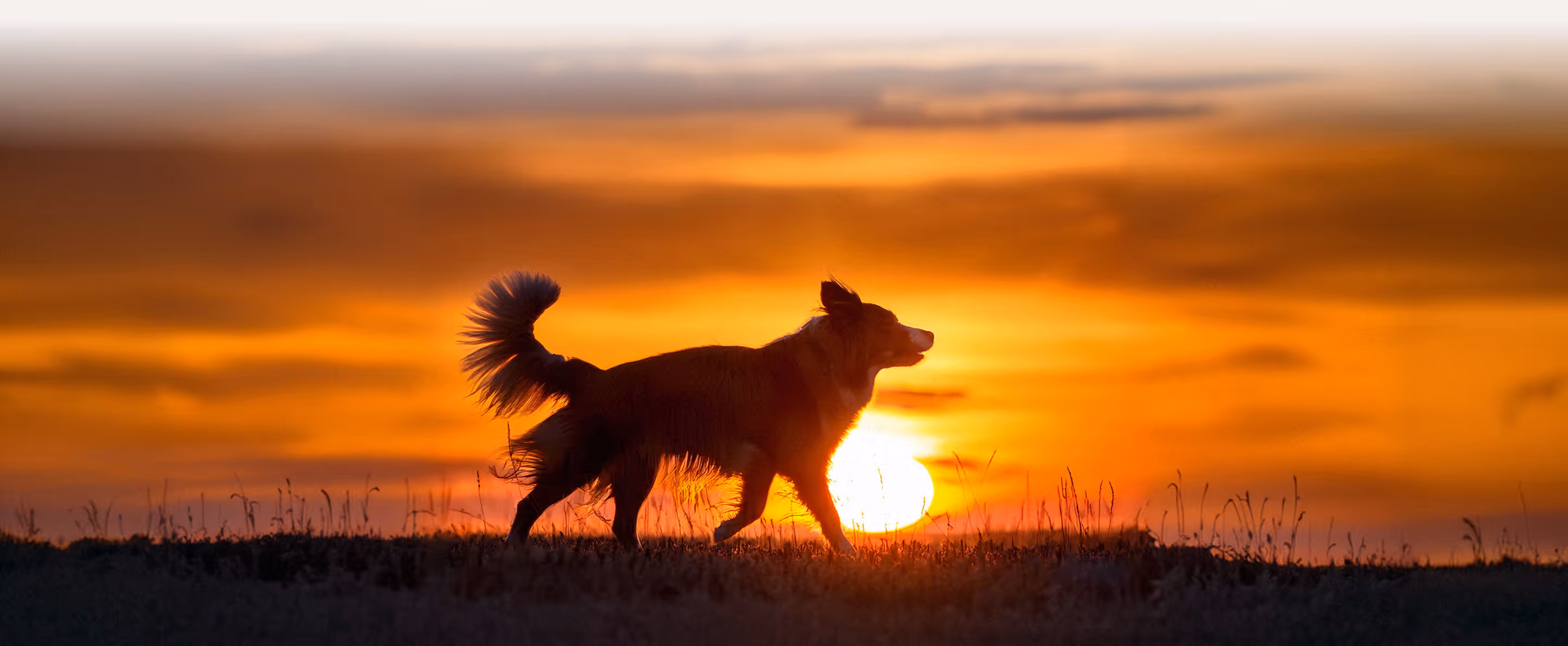 Silhouette of a dog walking on grass during a vibrant orange sunset.