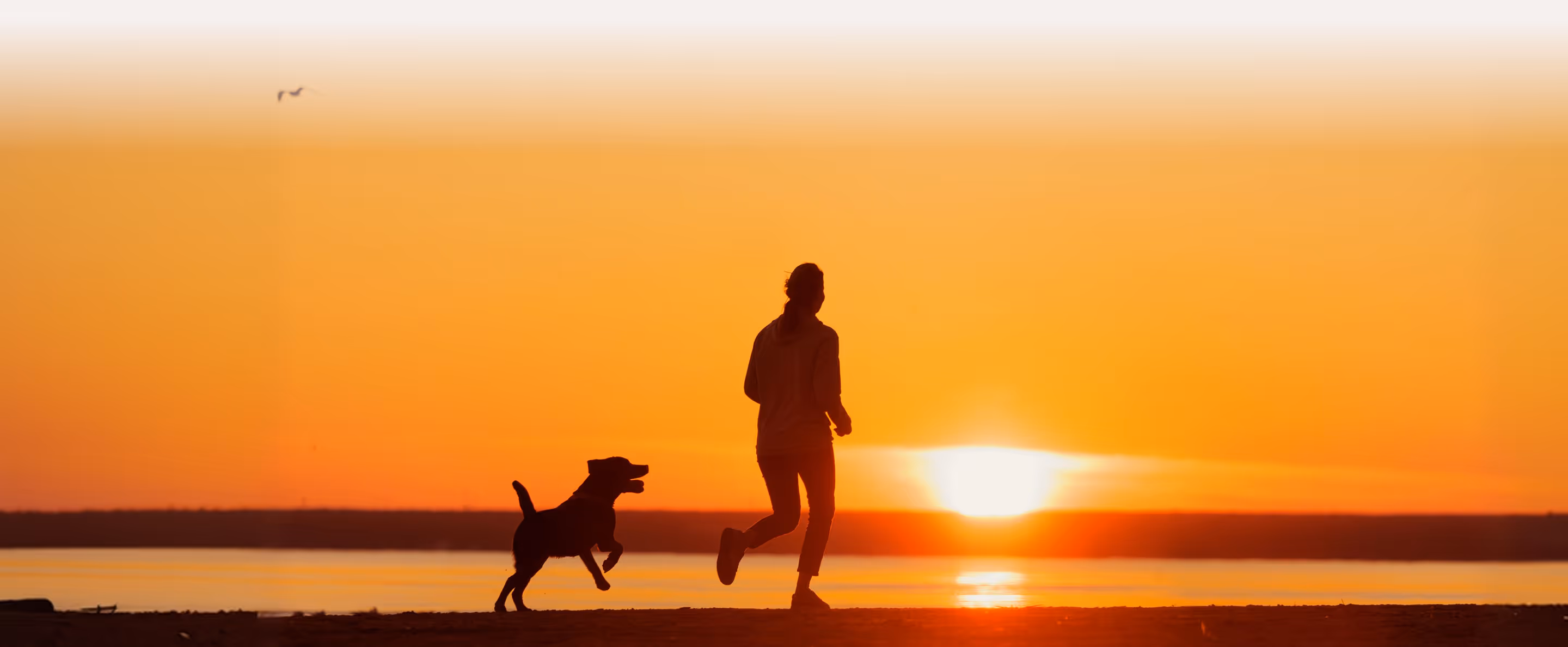 Silhouette of a person running with a dog along a shoreline at sunset.