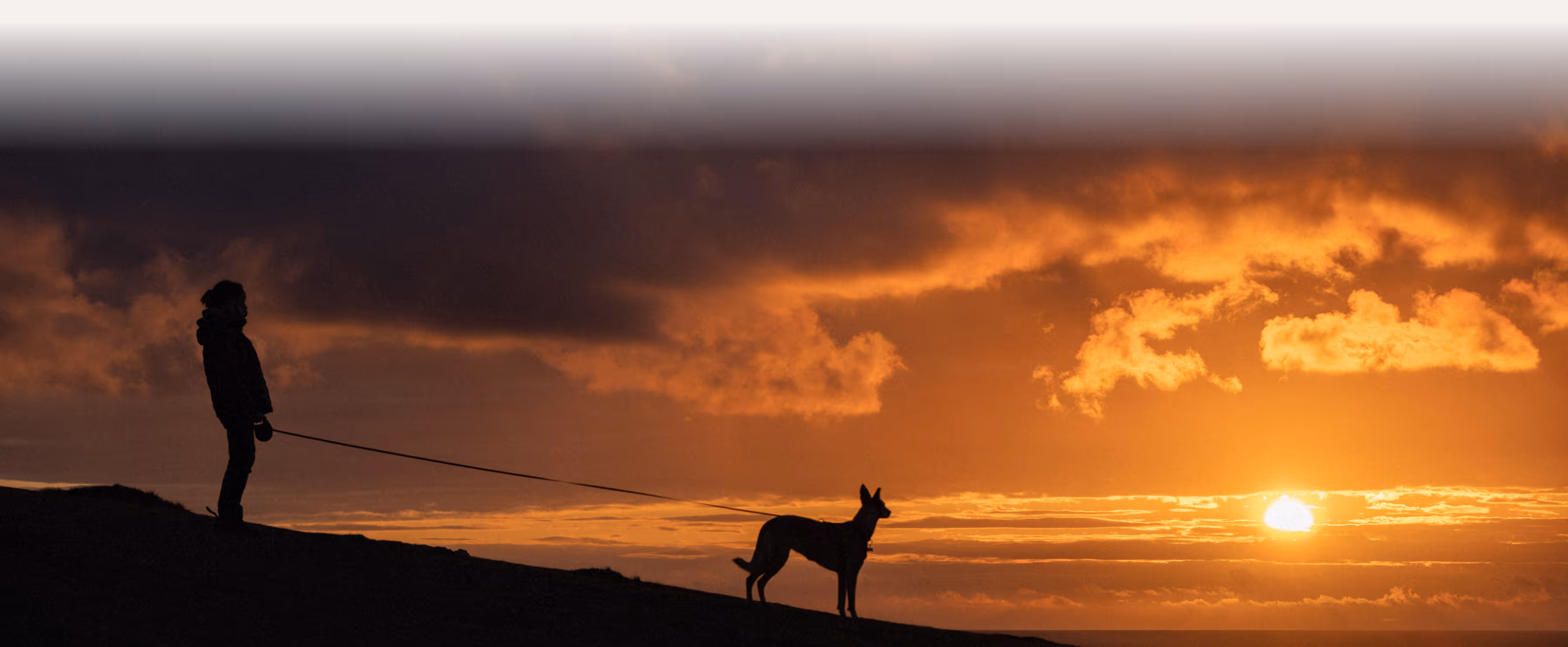 Silhouette of a dog walking on grass during a vibrant orange sunset.