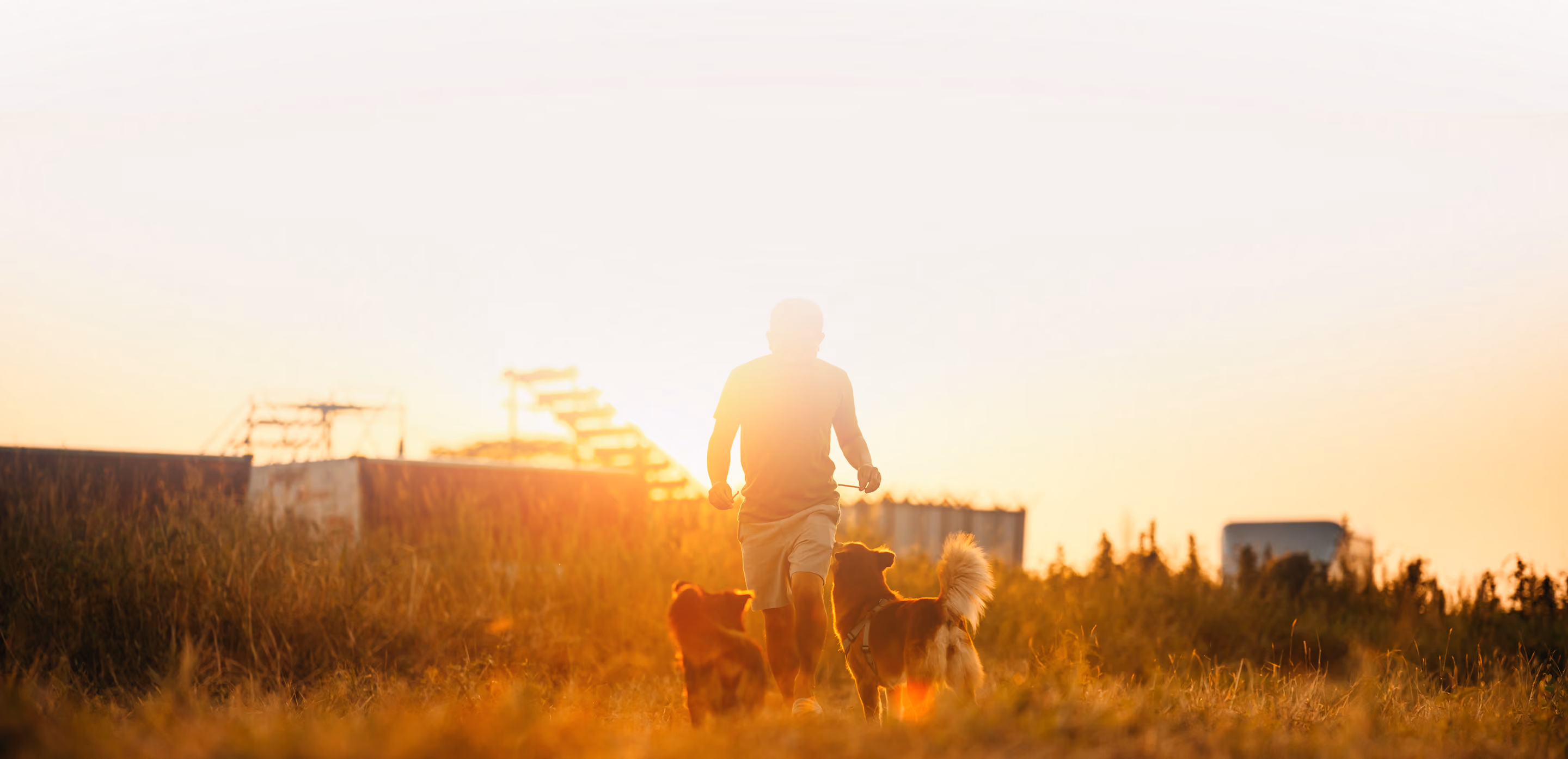 Boy walking with two dogs in a field at sunset with warm lighting and tall grass.