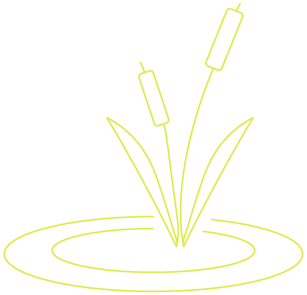 cattail image for hzw environmental consulting jobs