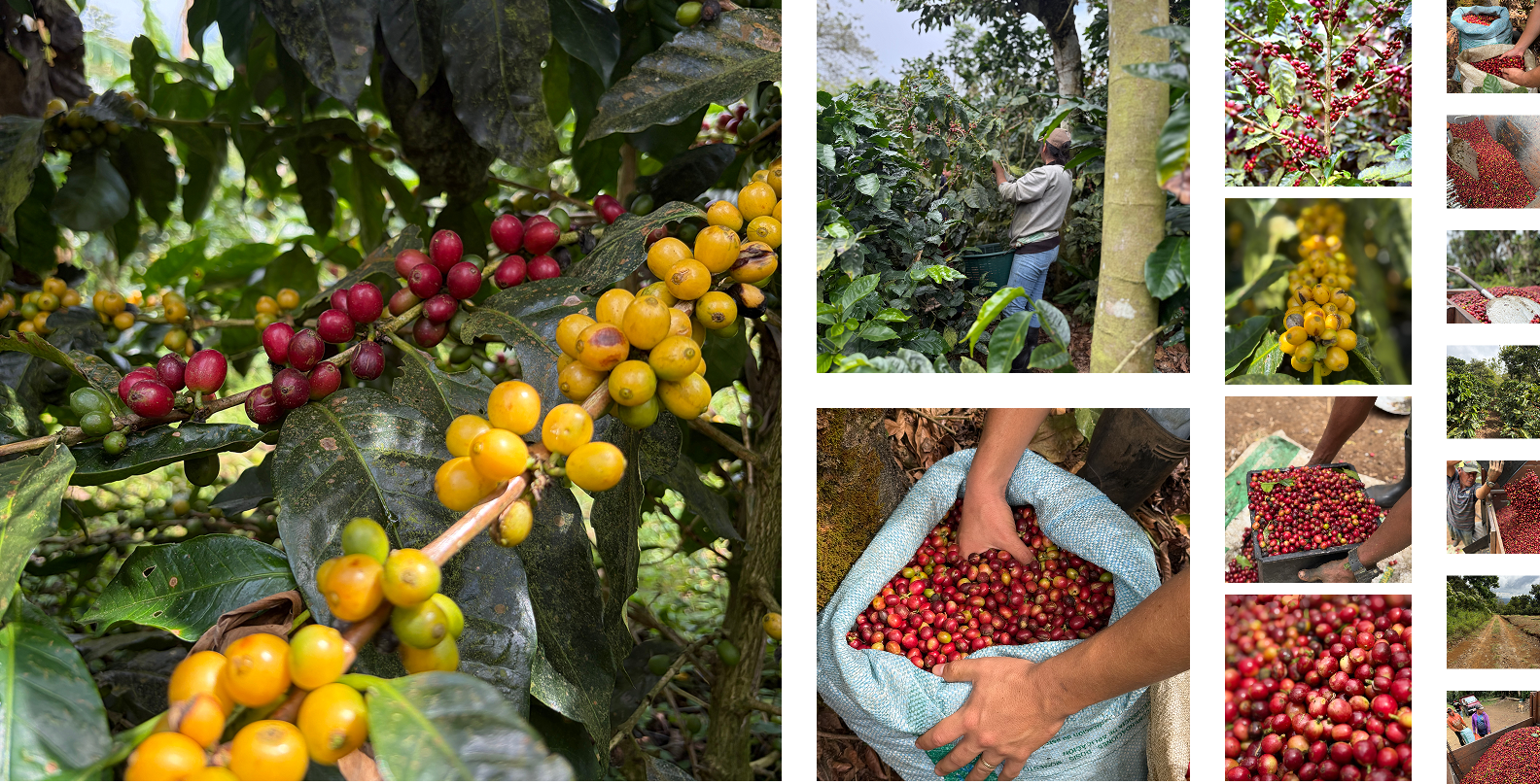 Collage showing coffee cultivation and harvesting including coffee cherries on branches, farmers picking cherries, and harvested coffee in sacks and containers.