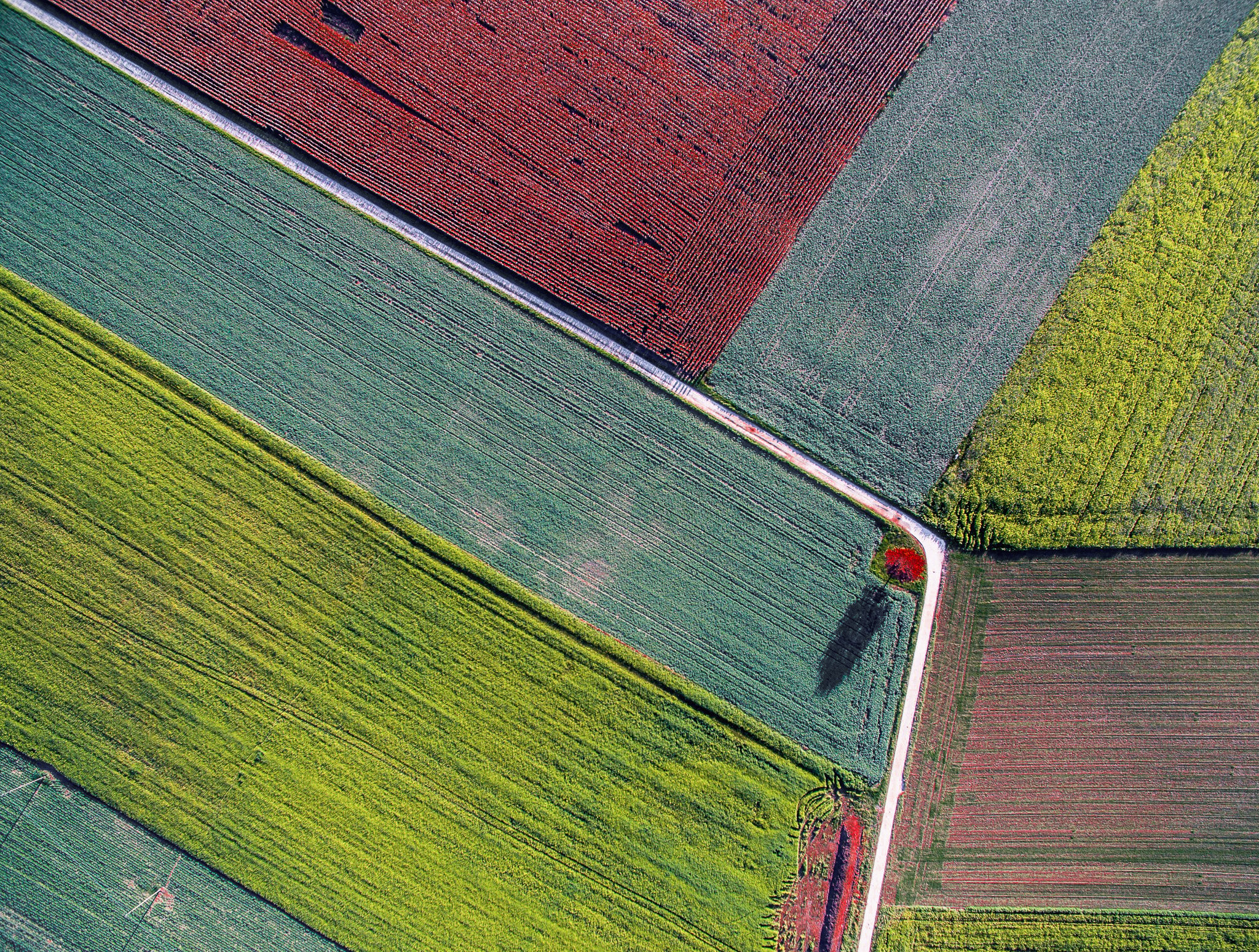 Aerial view of intersecting farmland plots in various shades of green, yellow, and red separated by narrow dirt paths with a small red-leaved tree casting a shadow.