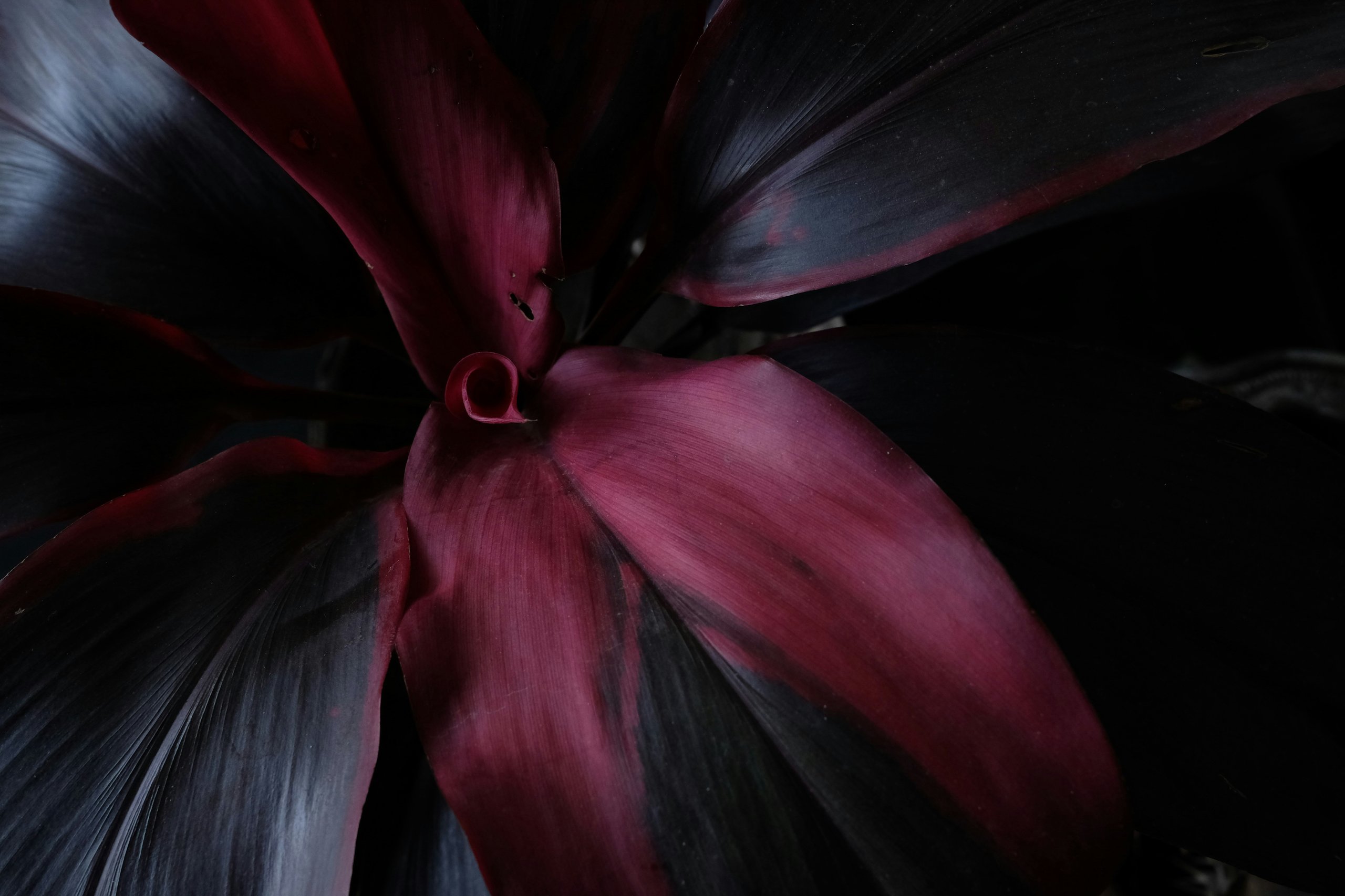 Close-up of large dark purple and black leaves with a curled edge in the center.