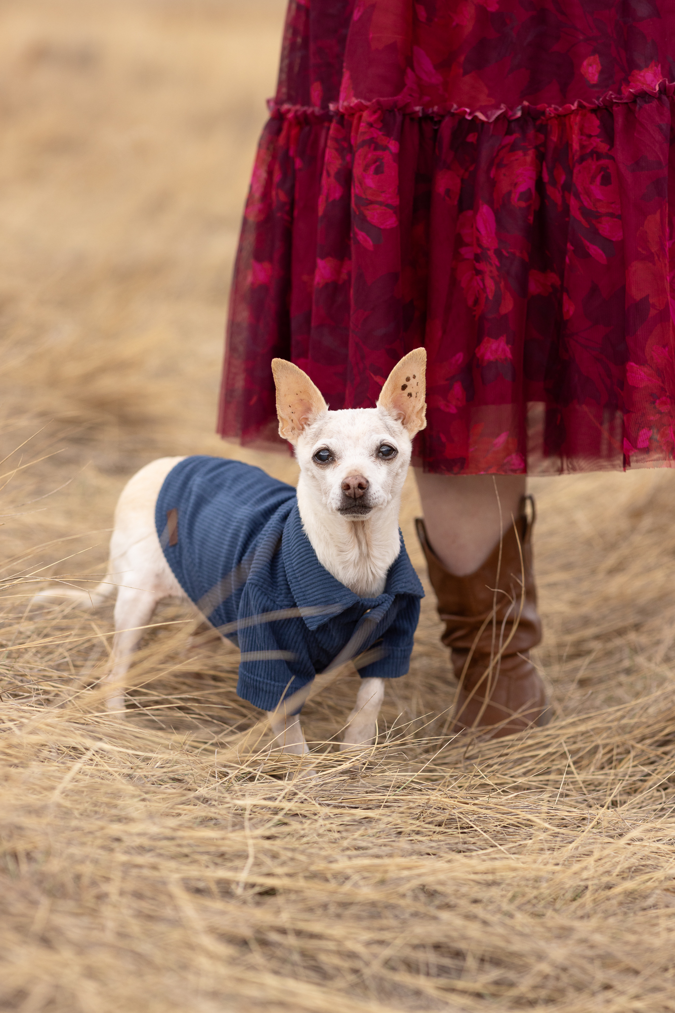 Small white dog wearing a blue sweater standing on dry grass near a person in a red floral dress and brown boots.