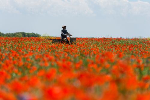 Cinematic unit still of a man riding through a field of red poppies