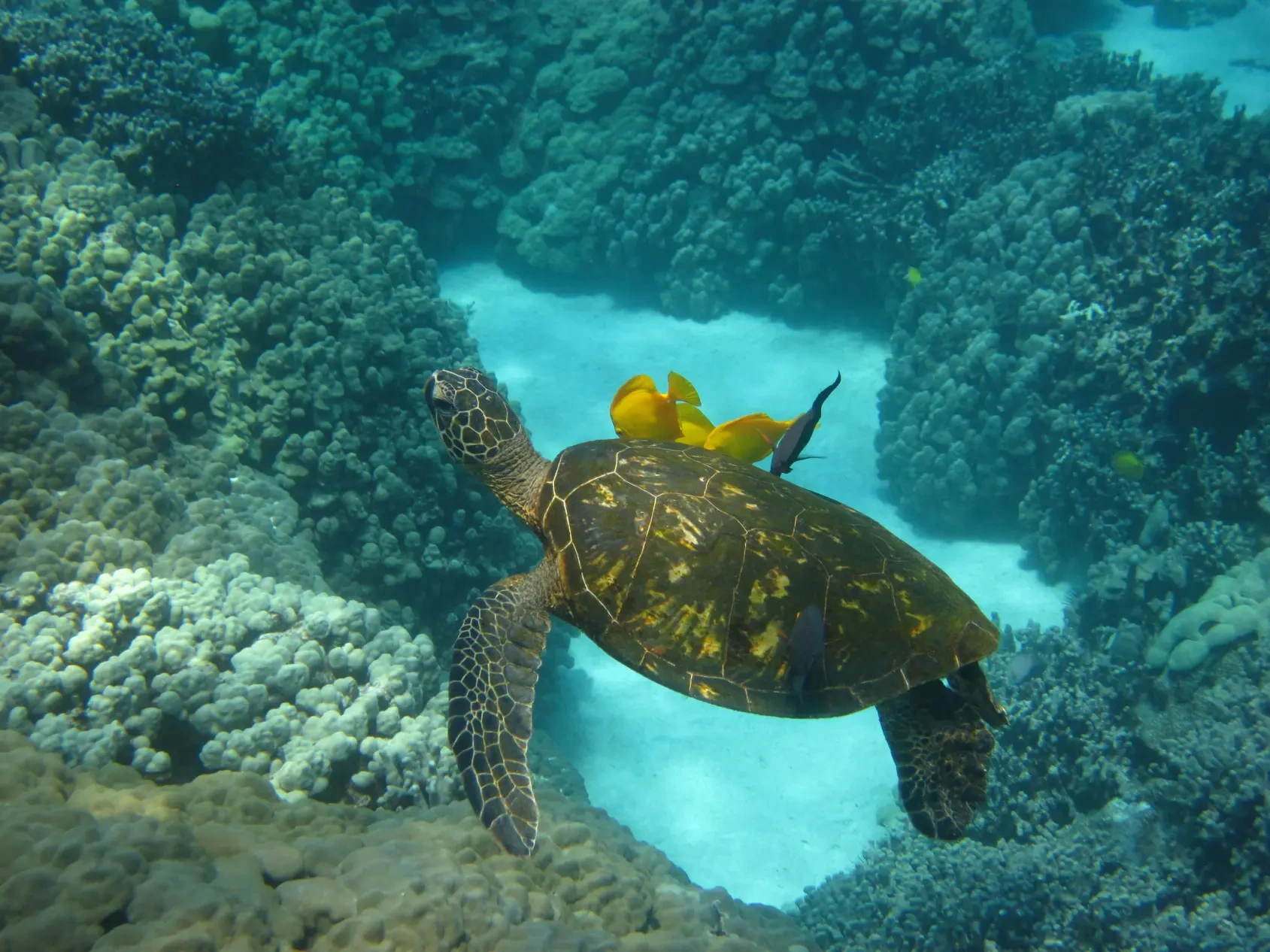 Sea turtle swimming over coral reef with small yellow and black fish on its shell underwater.