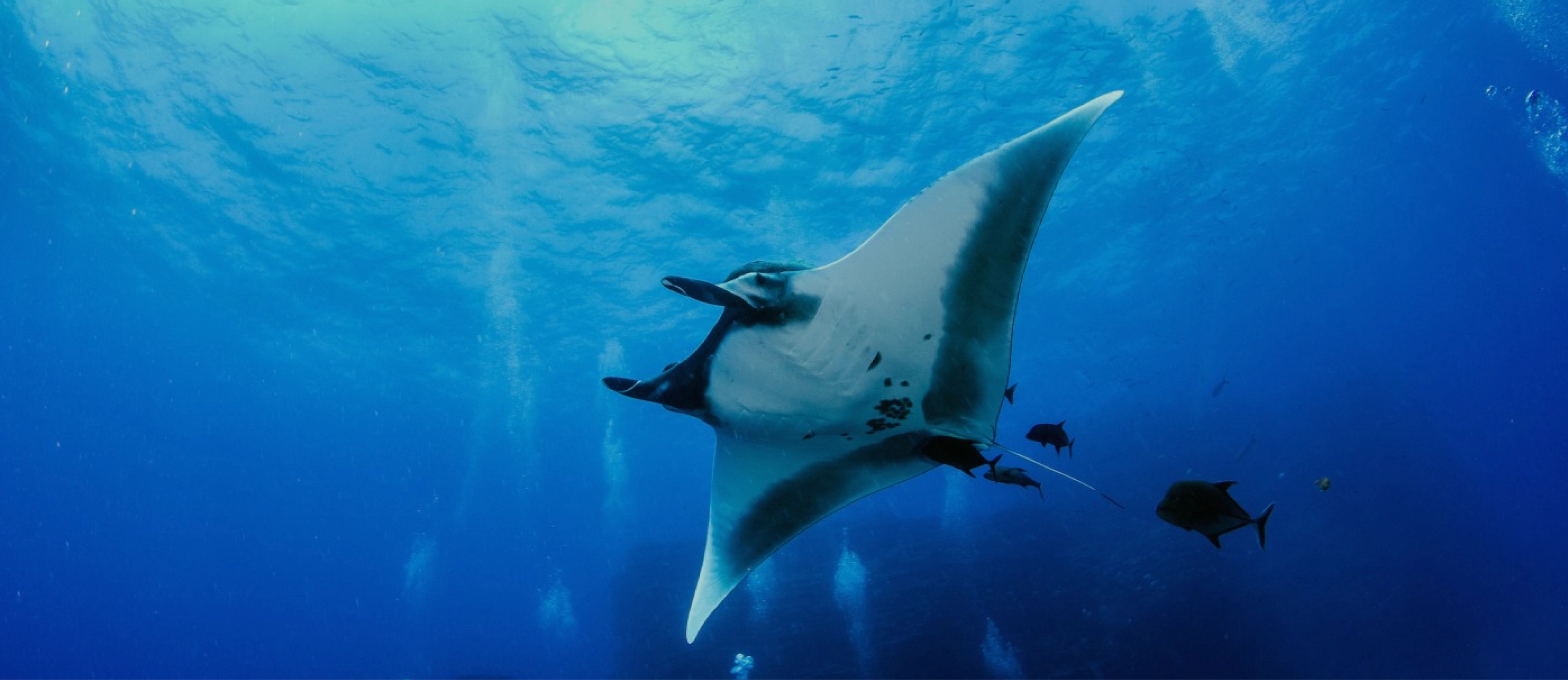 Manta ray gliding underwater surrounded by small fish in blue ocean.