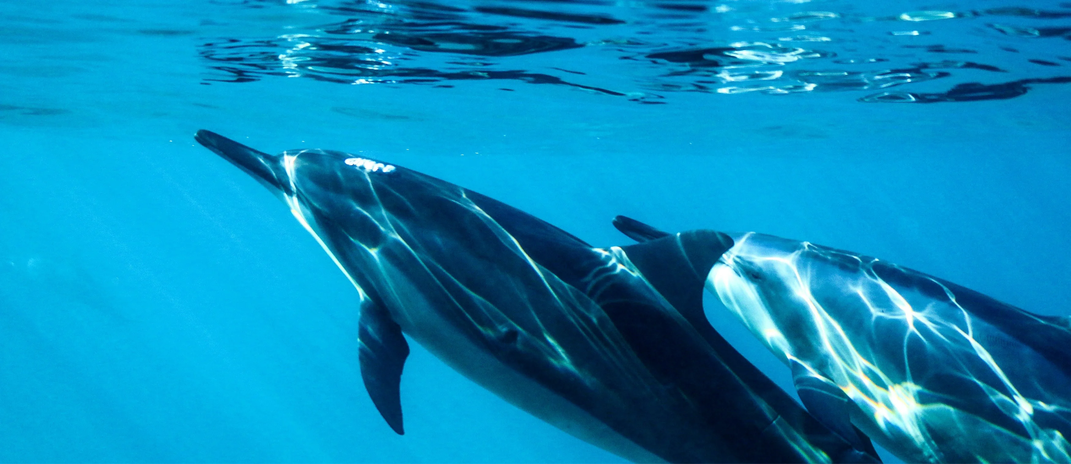 Two dolphins swimming underwater against a blue background with light reflections on their bodies.