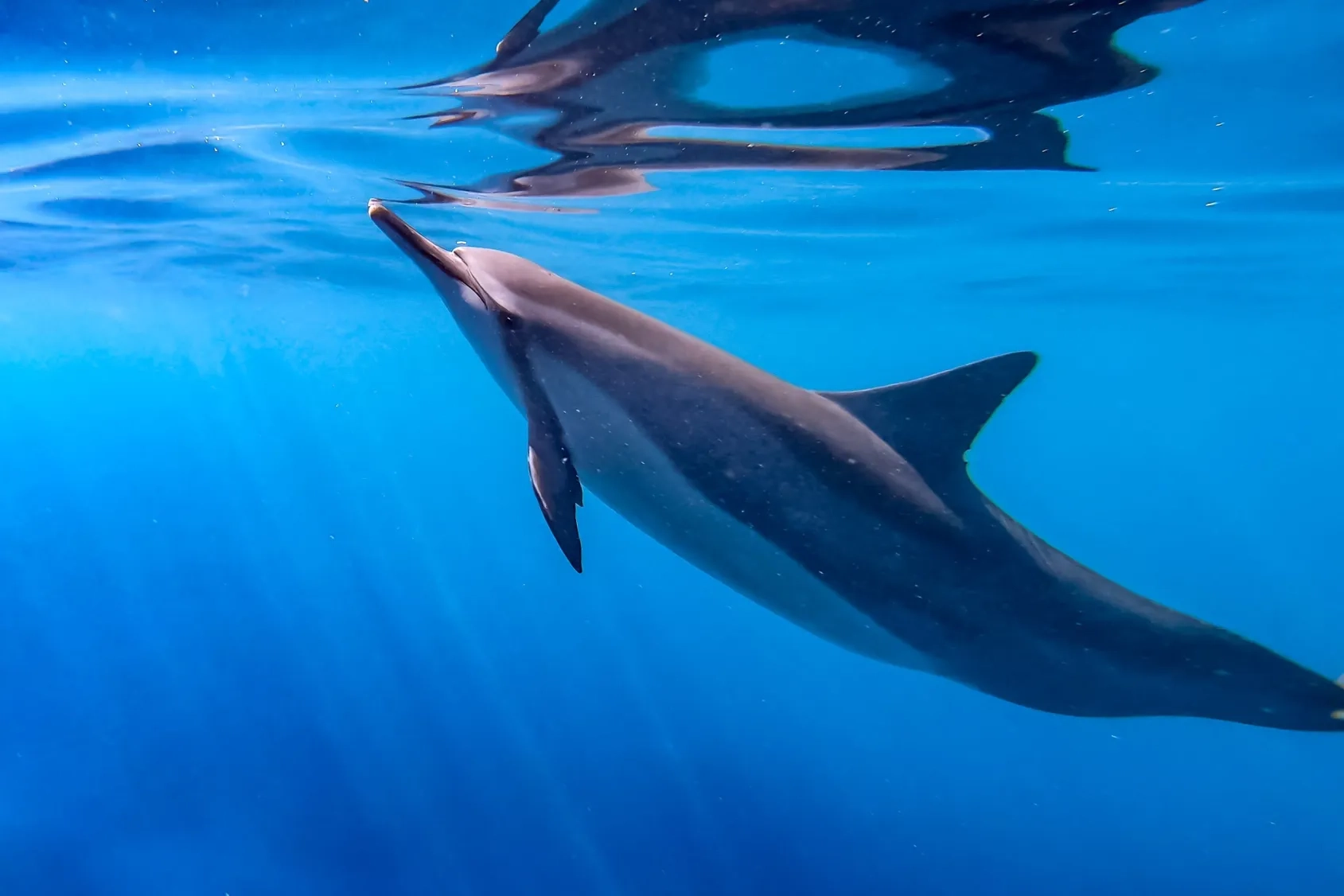 Dolphin swimming underwater near the surface in clear blue ocean water near the Big Island of Kona Hawaii. 