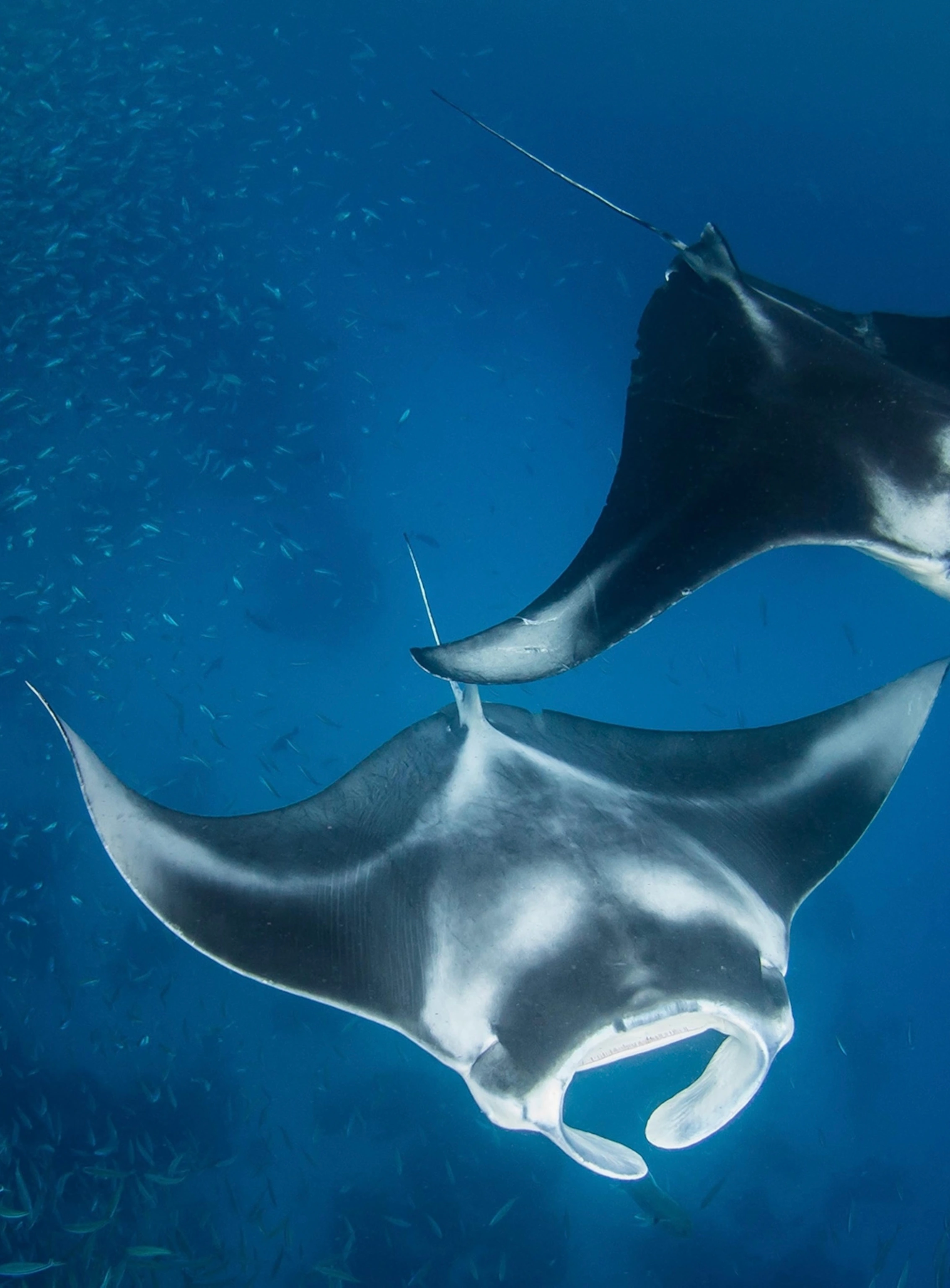 Two manta rays swimming in deep blue ocean surrounded by small fish.