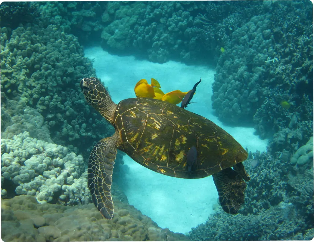 Sea turtle swimming over coral reef with yellow and black fish on its shell on a Dolphin Discoveries Tour in Kona Hawaii.