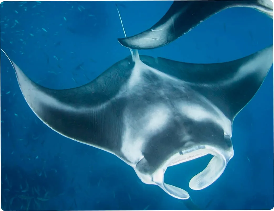 Underwater view of a manta ray swimming with its mouth open in blue ocean water.