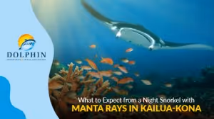 Night Snorkel with Manta Rays in Kailua-Kona