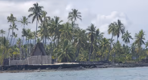 a group of palm trees next to a body of water