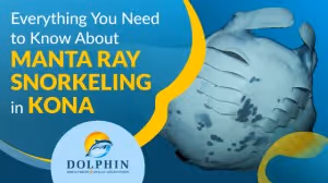 Manta Ray Snorkeling in Kona