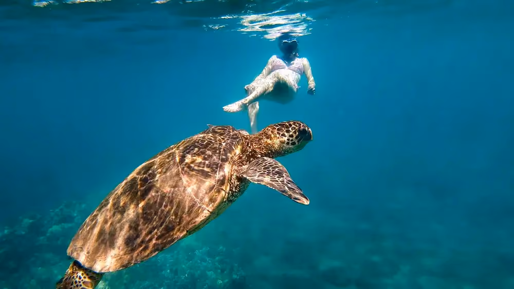 Captain Cook Snorkel Tour | Kealakekua Bay