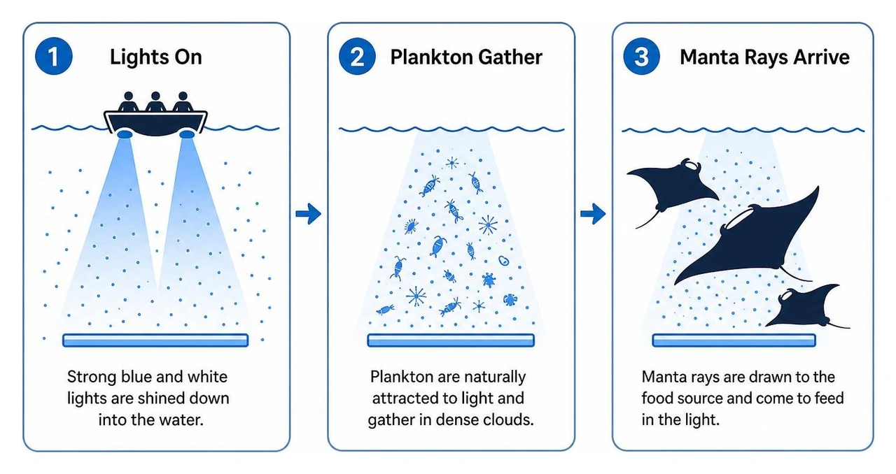 Step-by-step process of the campfire effect attracting manta rays Step-by-step process of the campfire effect attracting manta rays