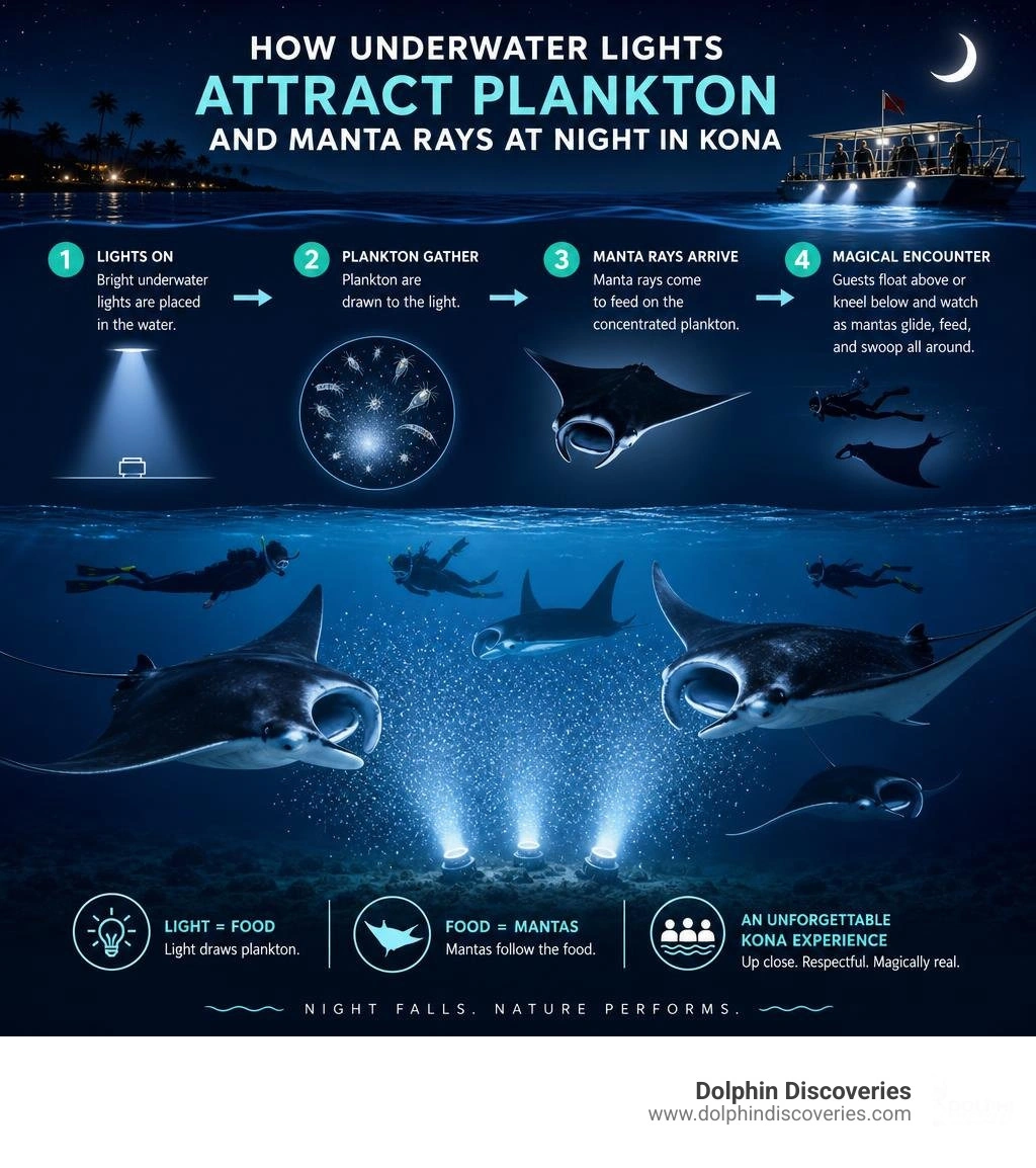 How underwater lights attract plankton and manta rays at night in Kona infographic How underwater lights attract plankton and manta rays at night in Kona infographic