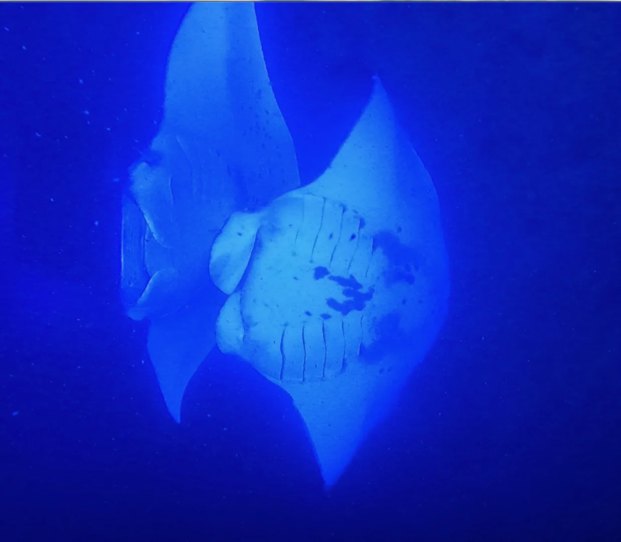 Manta ray performing a barrel roll near the water surface Manta ray performing a barrel roll near the water surface