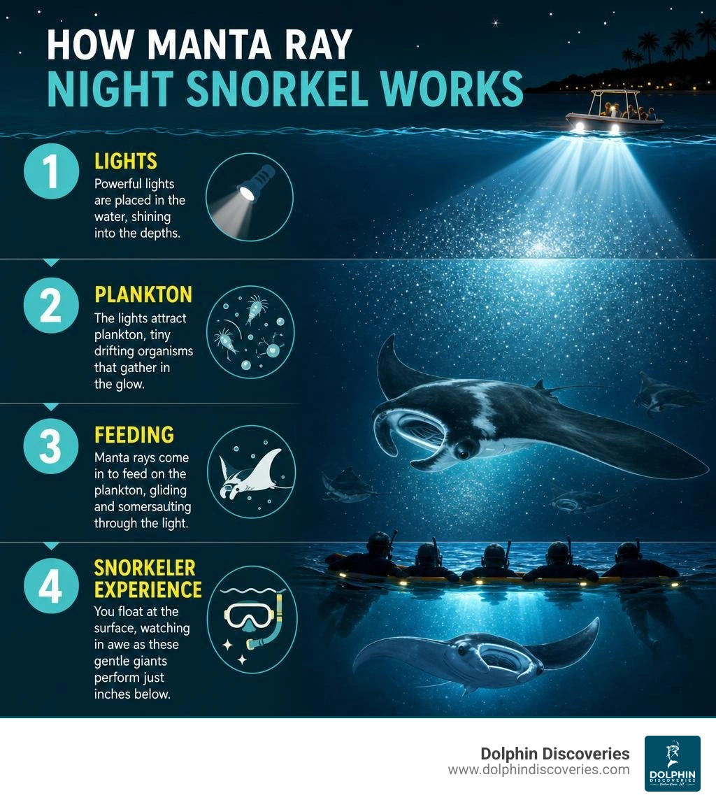 How manta ray night snorkel works: lights, plankton, feeding, and snorkeler experience infographic How manta ray night snorkel works: lights, plankton, feeding, and snorkeler experience infographic